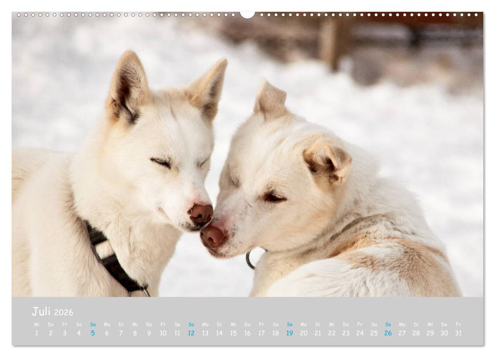Alaskan Huskies (CALVENDO Premium Wandkalender 2026)