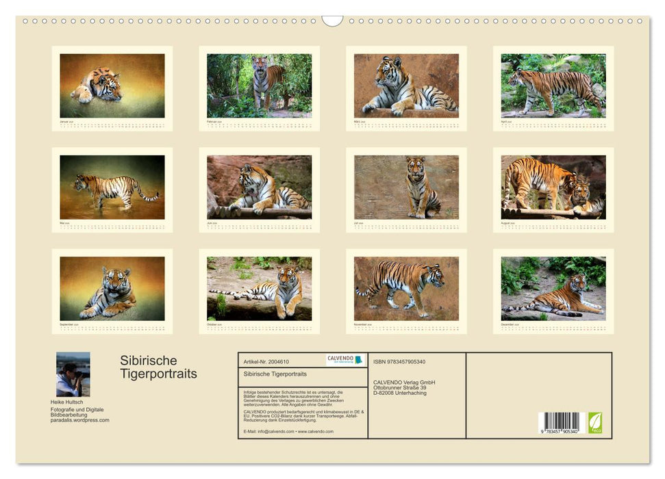 Sibirische Tigerportraits (CALVENDO Wandkalender 2026)