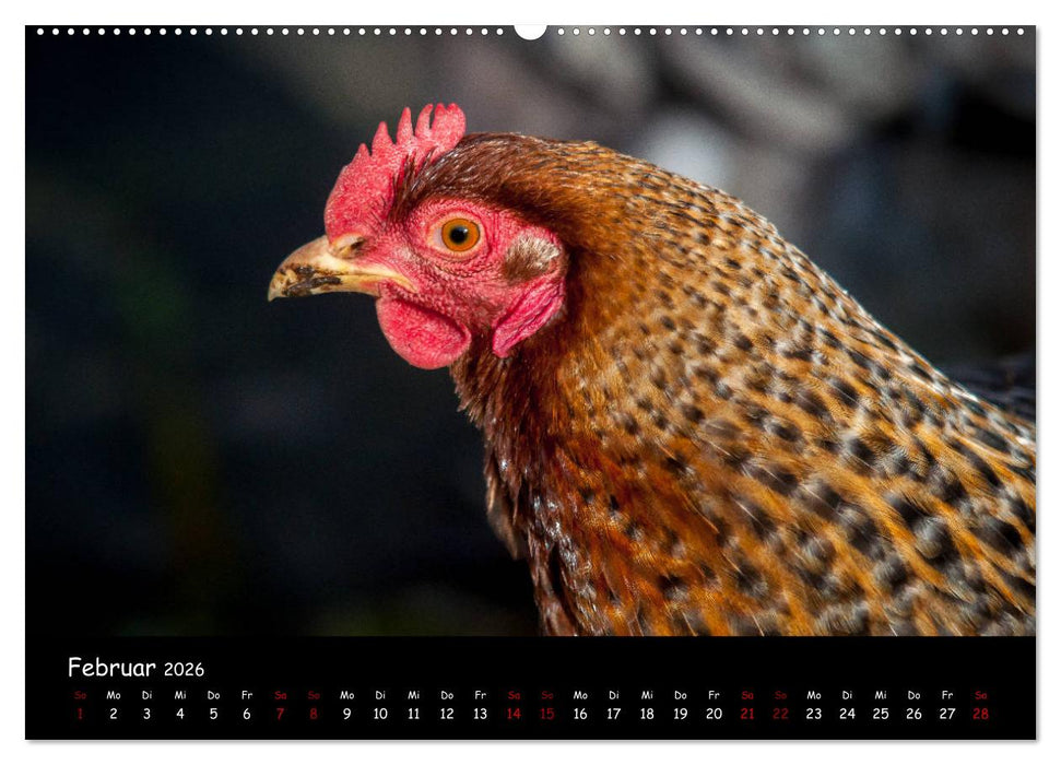 Neues von den Gartenhühnern (CALVENDO Wandkalender 2026)