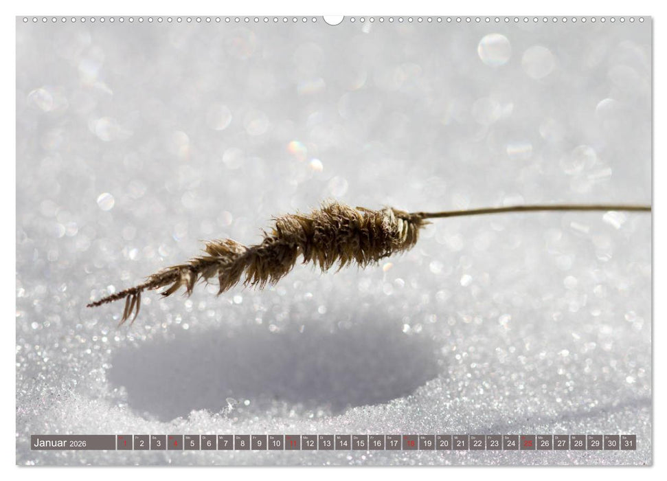 Die Natur hautnah (CALVENDO Wandkalender 2026)