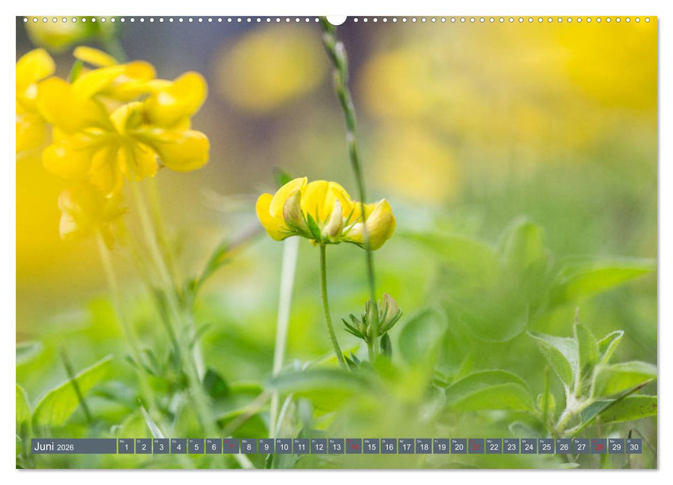 Die Natur hautnah (CALVENDO Wandkalender 2026)