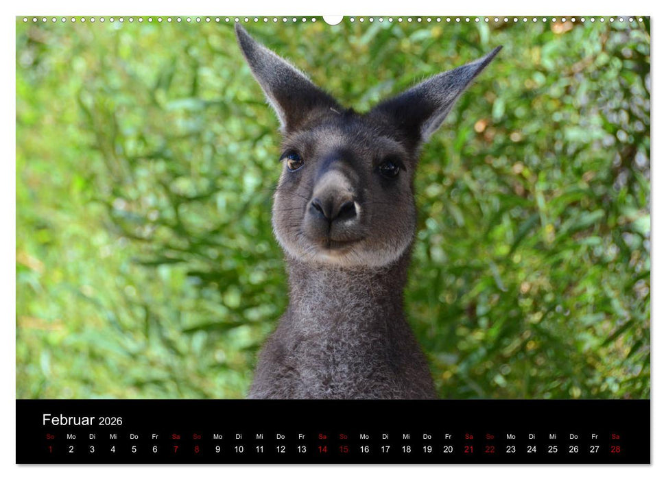 Australian Wildlife (CALVENDO Wandkalender 2026)