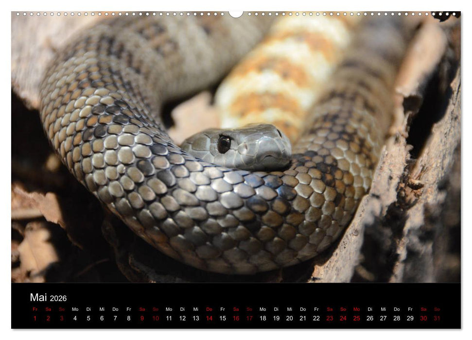 Australian Wildlife (CALVENDO Wandkalender 2026)