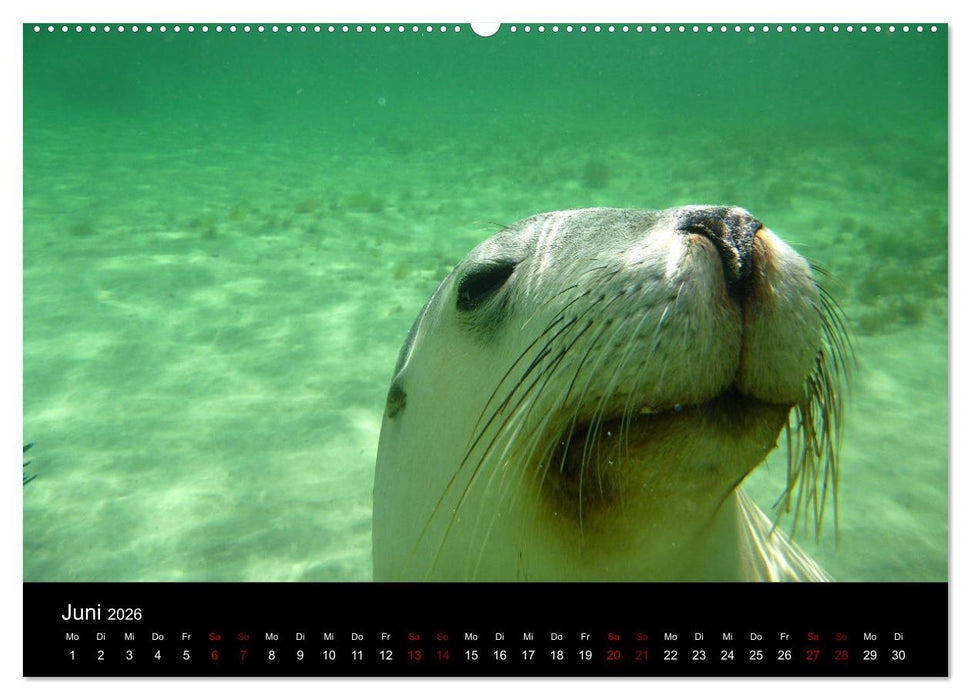 Australian Wildlife (CALVENDO Wandkalender 2026)