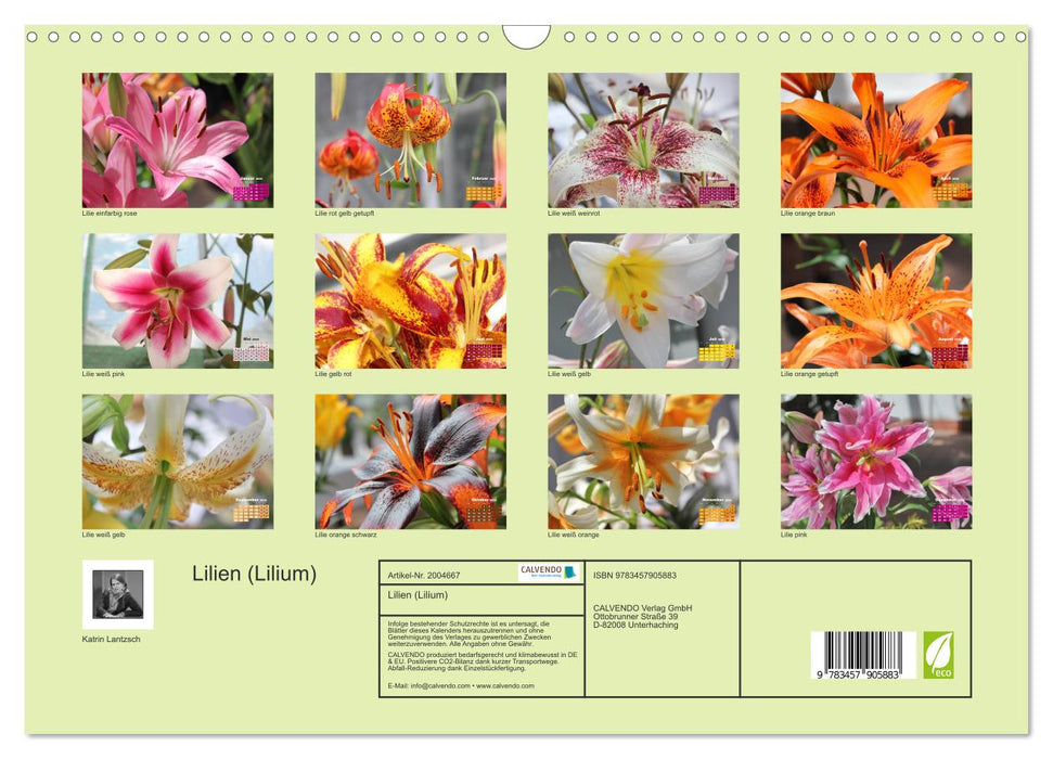 Lilien (Lilium) (CALVENDO Wandkalender 2026)