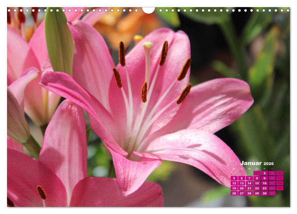 Lilien (Lilium) (CALVENDO Wandkalender 2026)