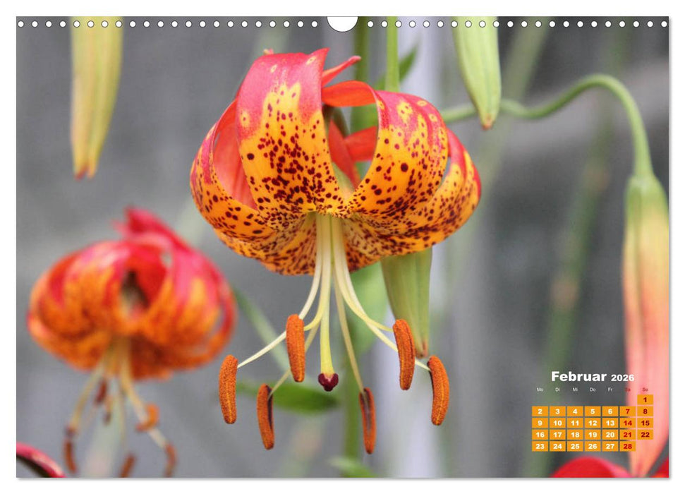 Lilien (Lilium) (CALVENDO Wandkalender 2026)