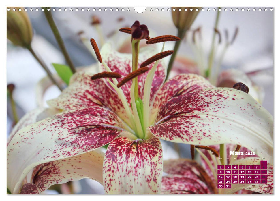 Lilien (Lilium) (CALVENDO Wandkalender 2026)