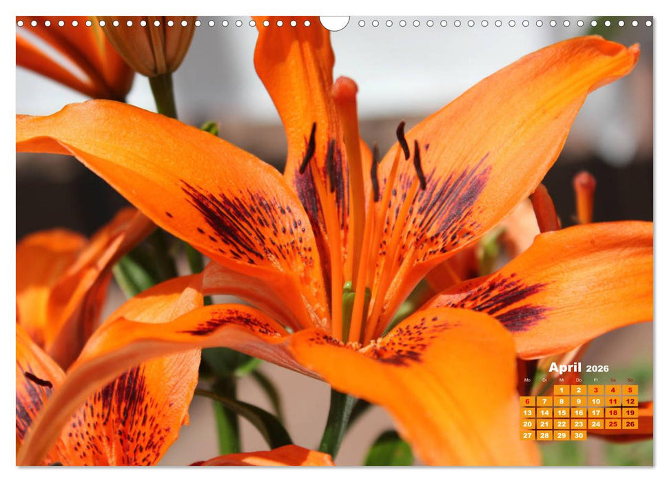 Lilien (Lilium) (CALVENDO Wandkalender 2026)
