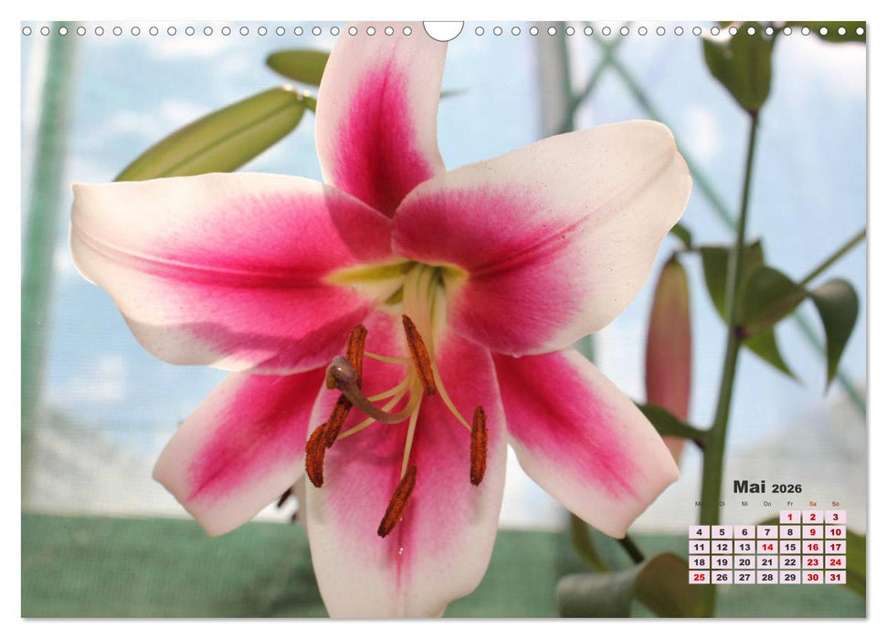 Lilien (Lilium) (CALVENDO Wandkalender 2026)