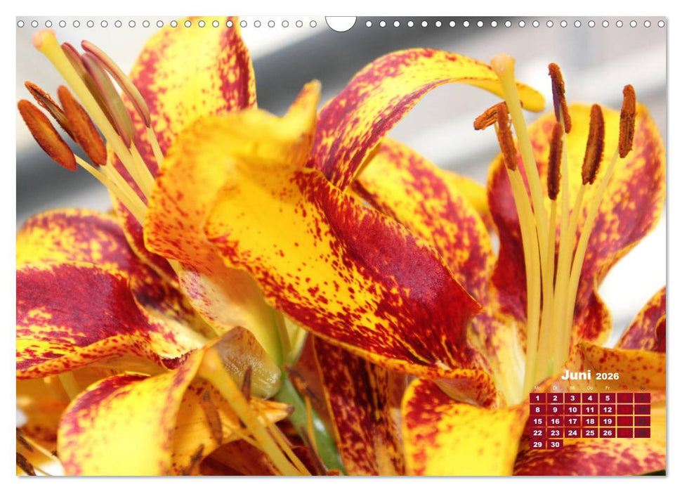 Lilien (Lilium) (CALVENDO Wandkalender 2026)