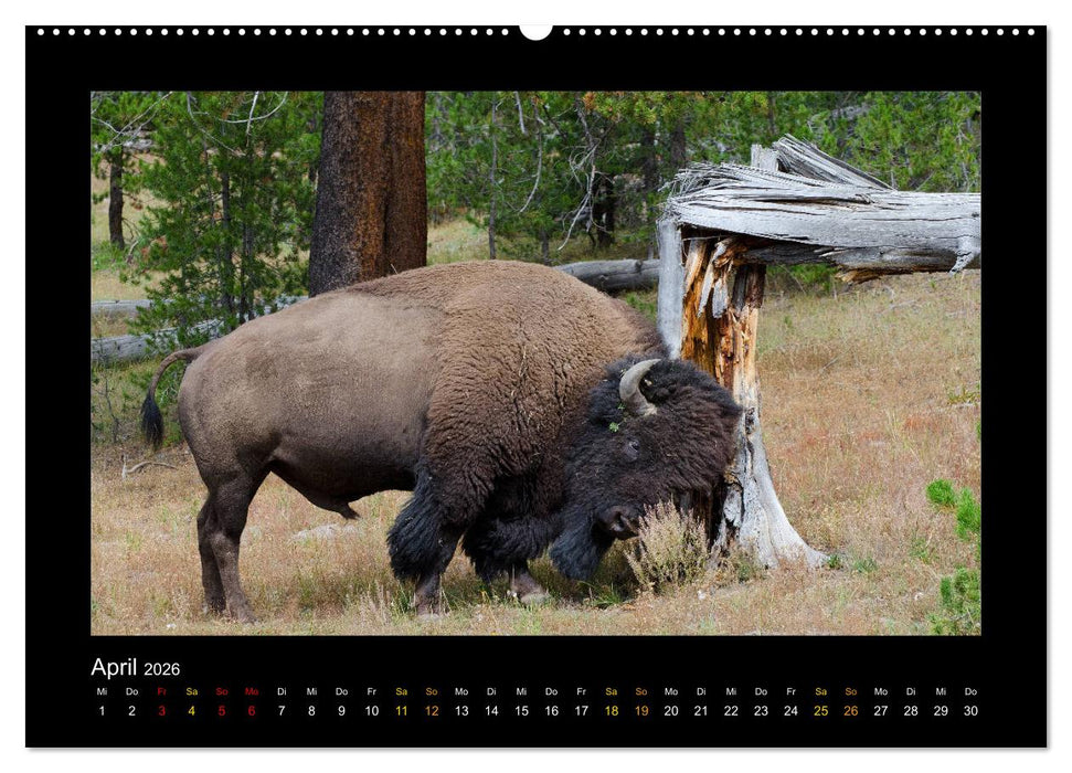 Yellowstone - Wunder der Natur (CALVENDO Wandkalender 2026)