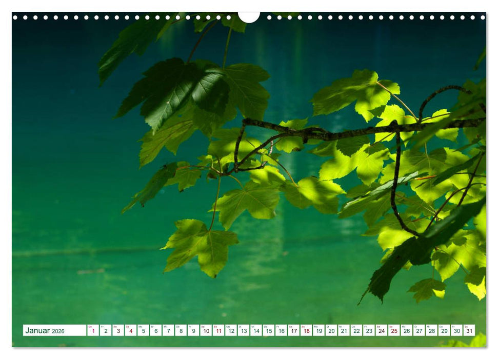GRÜN . Die Kraft der Natur (CALVENDO Wandkalender 2026)