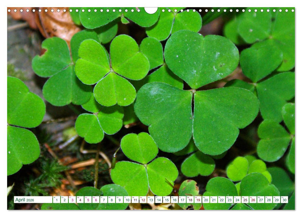 GRÜN . Die Kraft der Natur (CALVENDO Wandkalender 2026)