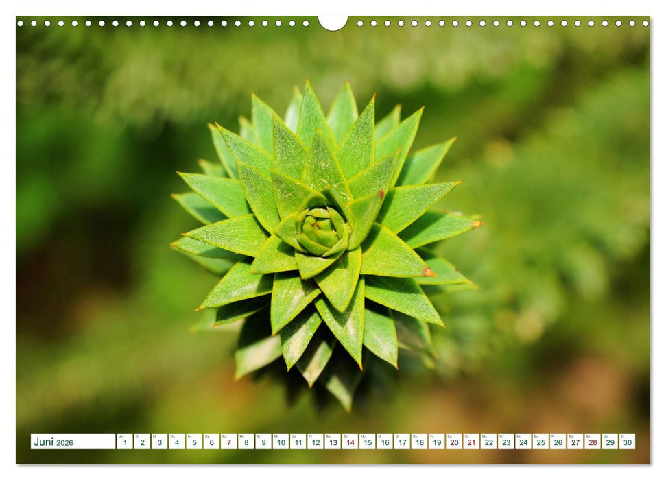 GRÜN . Die Kraft der Natur (CALVENDO Wandkalender 2026)