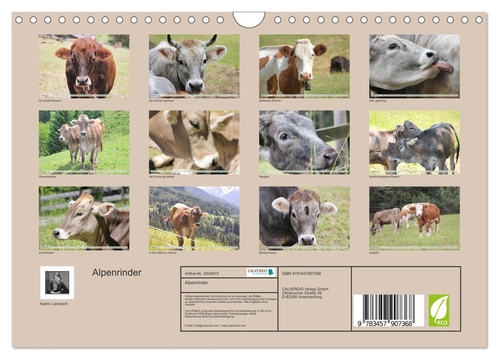 Alpenrinder (CALVENDO Wandkalender 2026)