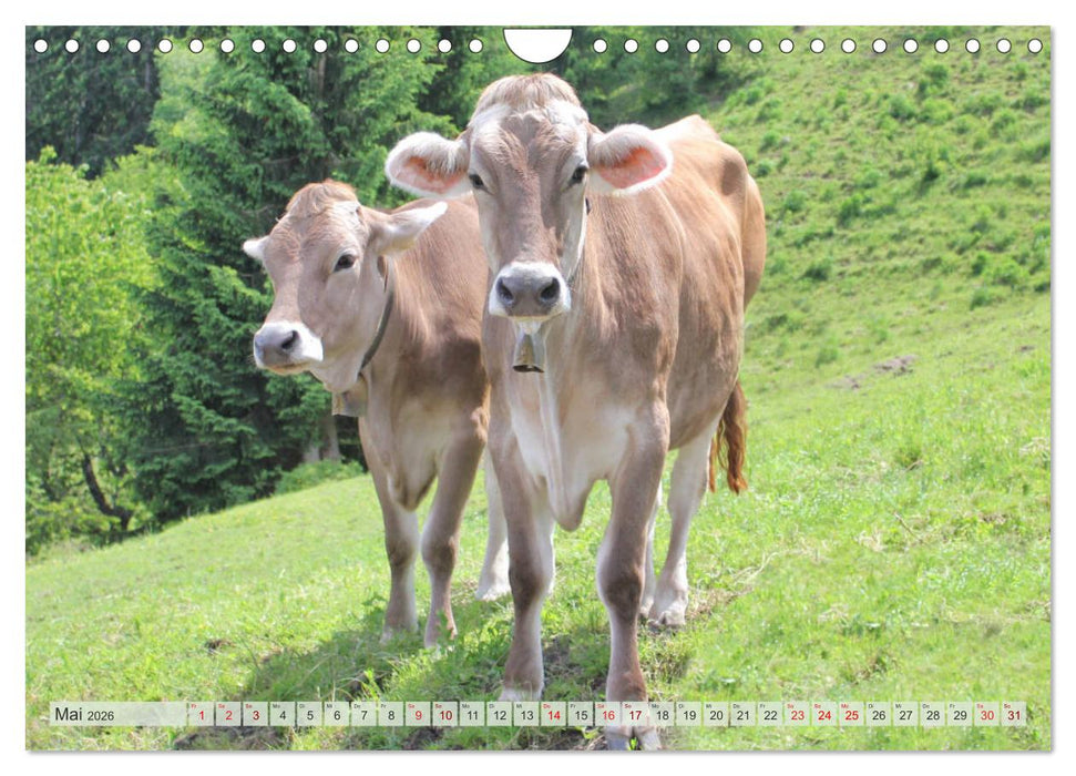 Alpenrinder (CALVENDO Wandkalender 2026)