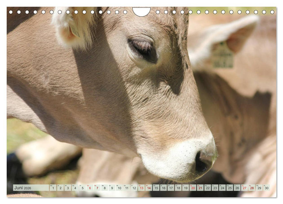 Alpenrinder (CALVENDO Wandkalender 2026)