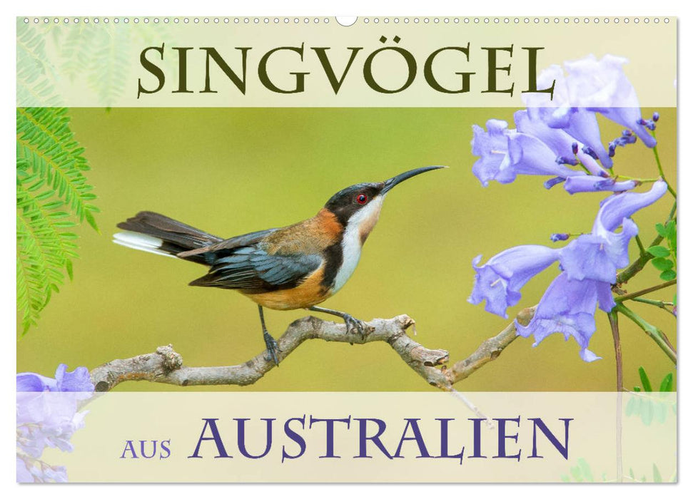 Singvögel aus Australien (CALVENDO Wandkalender 2026)