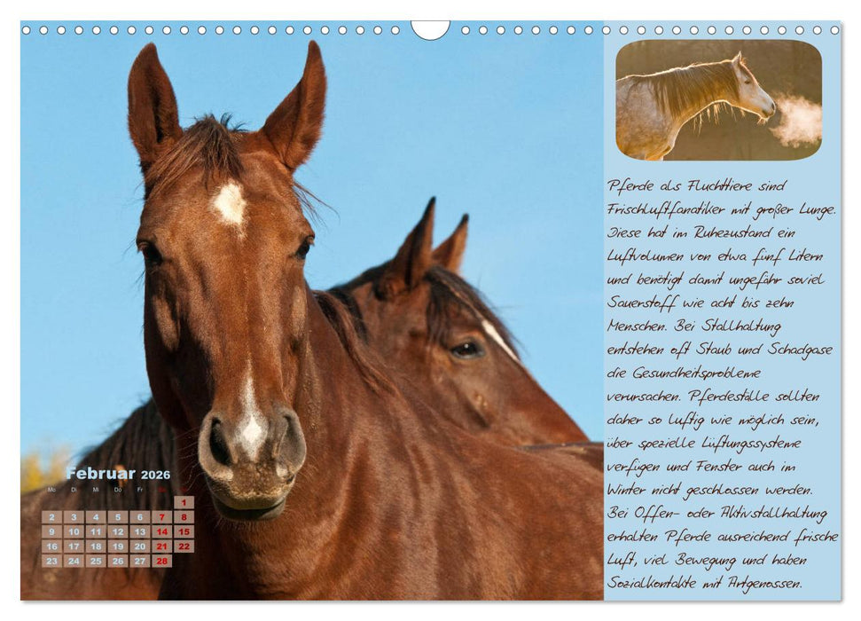 Pferdehaltung Tipps und Wissenswertes (CALVENDO Wandkalender 2026)