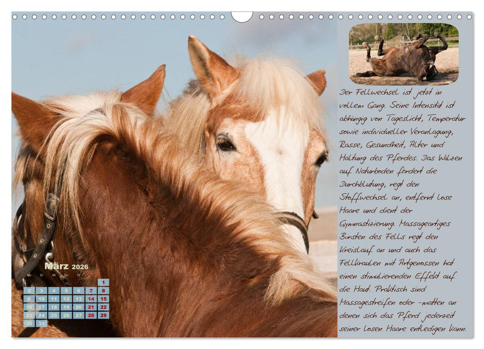 Pferdehaltung Tipps und Wissenswertes (CALVENDO Wandkalender 2026)