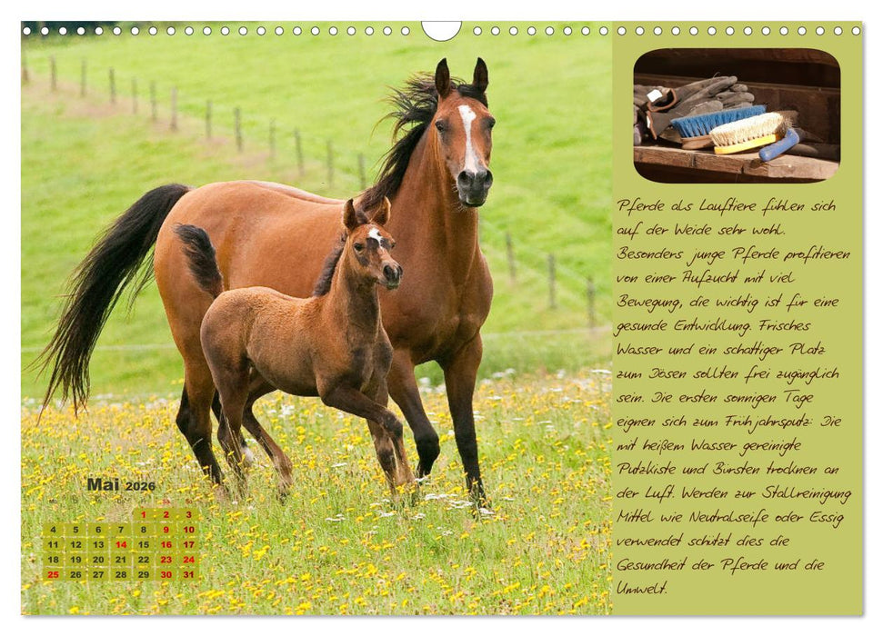 Pferdehaltung Tipps und Wissenswertes (CALVENDO Wandkalender 2026)
