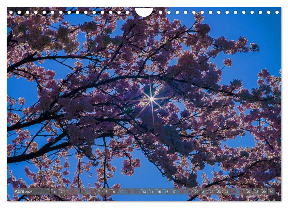 Weinland Pfalz - Region Südliche Weinstraße (CALVENDO Wandkalender 2026)