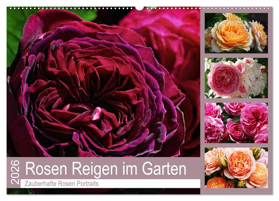 Rosen Reigen im Garten (CALVENDO Wandkalender 2026)
