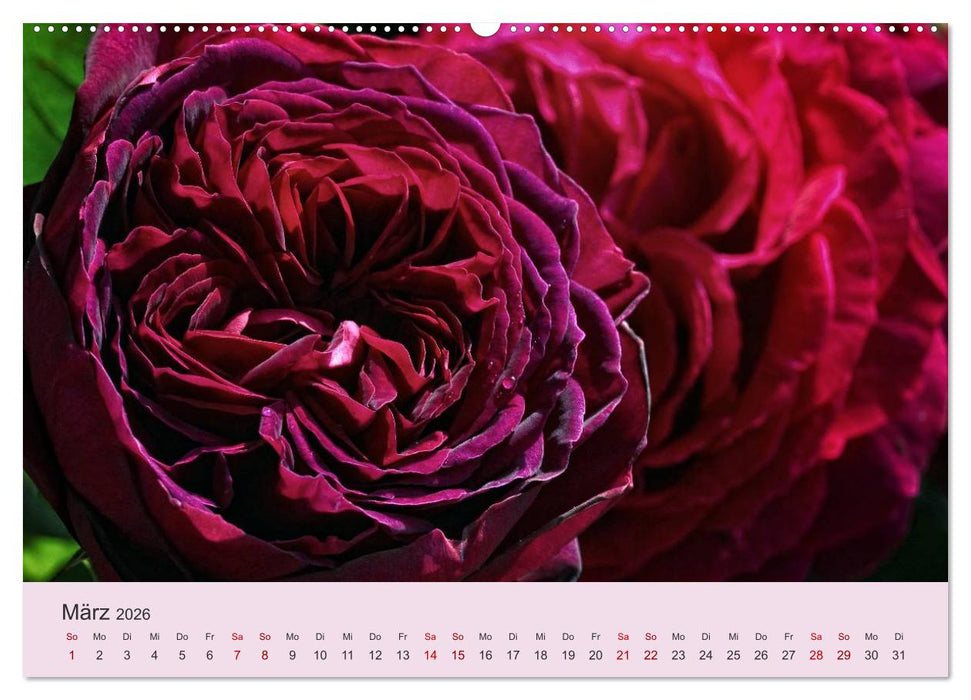 Rosen Reigen im Garten (CALVENDO Wandkalender 2026)