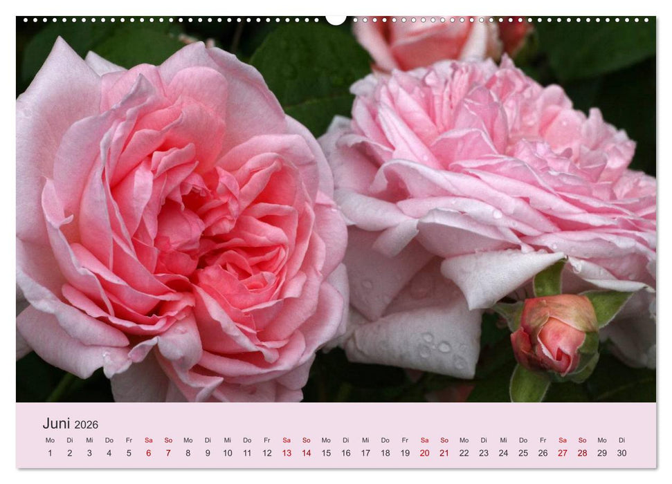 Rosen Reigen im Garten (CALVENDO Wandkalender 2026)