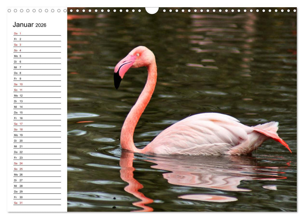 Elegante Flamingo (CALVENDO Wandkalender 2026)