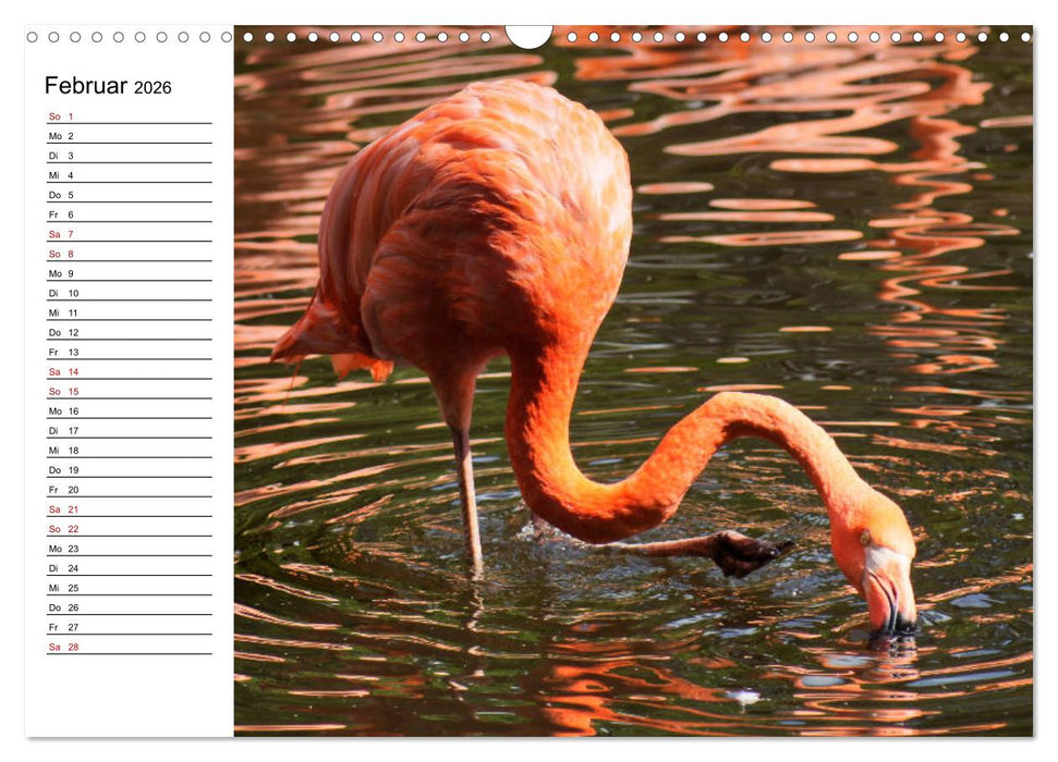 Elegante Flamingo (CALVENDO Wandkalender 2026)