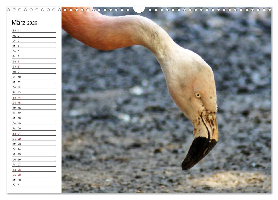 Elegante Flamingo (CALVENDO Wandkalender 2026)