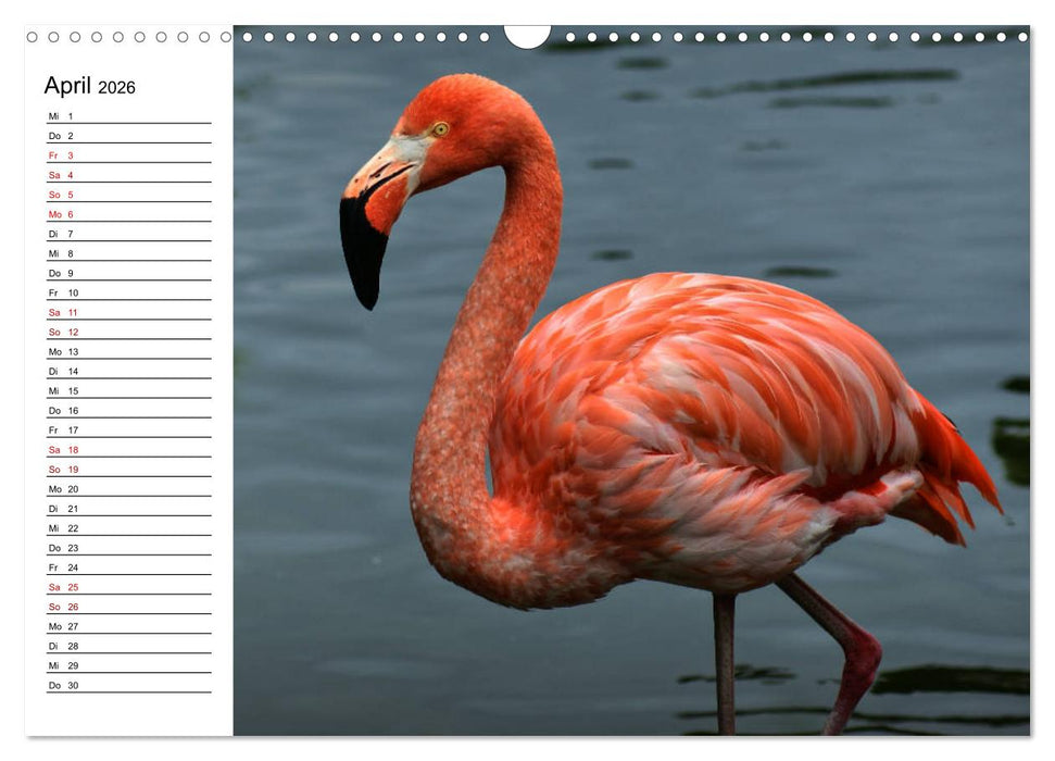 Elegante Flamingo (CALVENDO Wandkalender 2026)