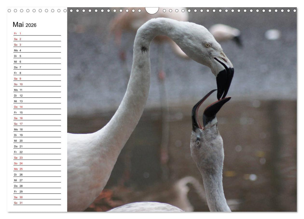 Elegante Flamingo (CALVENDO Wandkalender 2026)