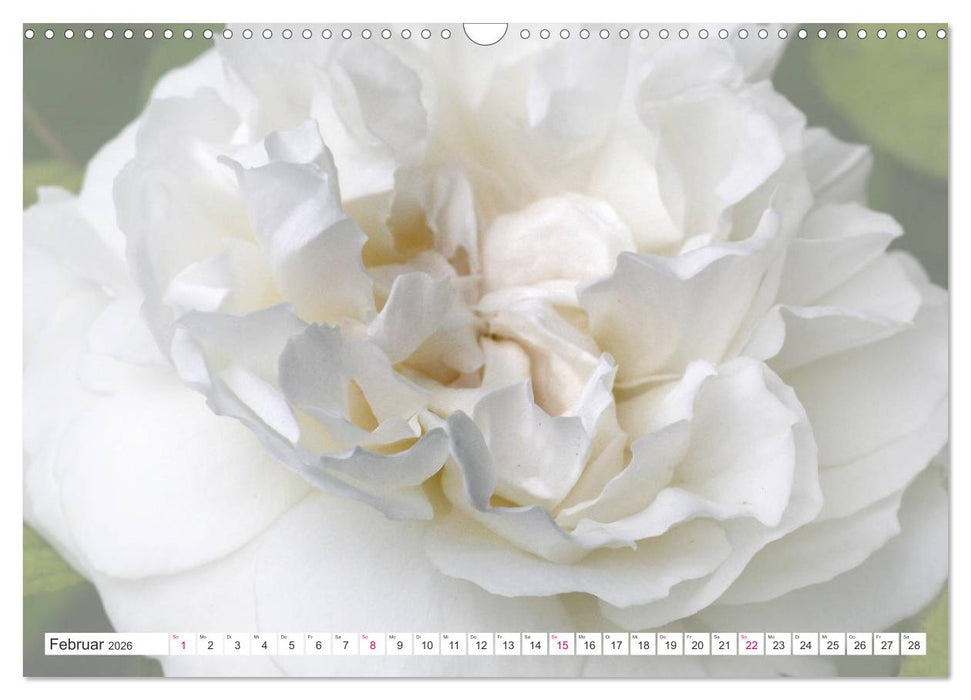 Traumblüten in Weiß (CALVENDO Wandkalender 2026)