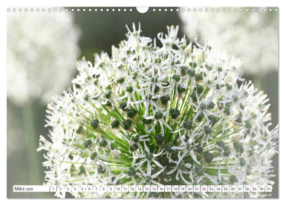 Traumblüten in Weiß (CALVENDO Wandkalender 2026)