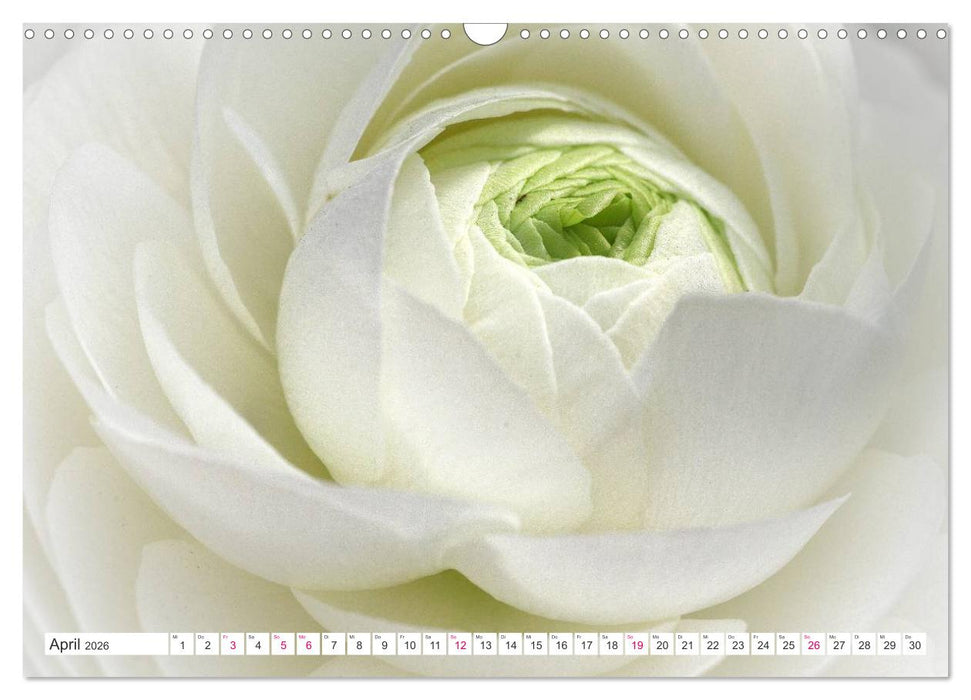 Traumblüten in Weiß (CALVENDO Wandkalender 2026)