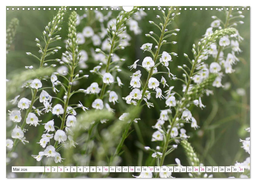 Traumblüten in Weiß (CALVENDO Wandkalender 2026)