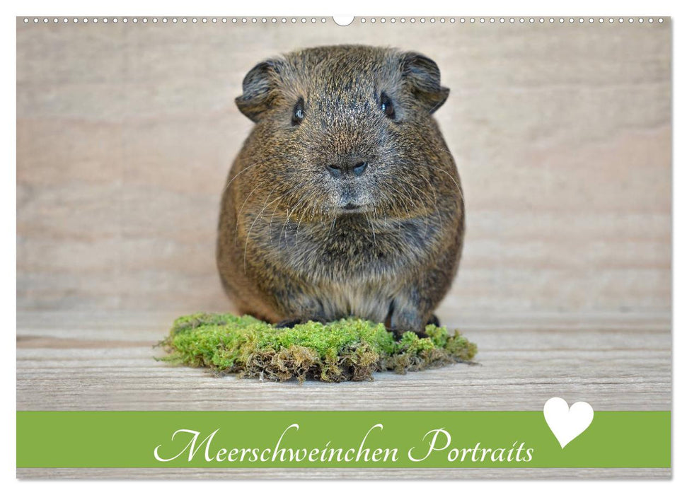 Meerschweinchen Portraits (CALVENDO Wandkalender 2026)