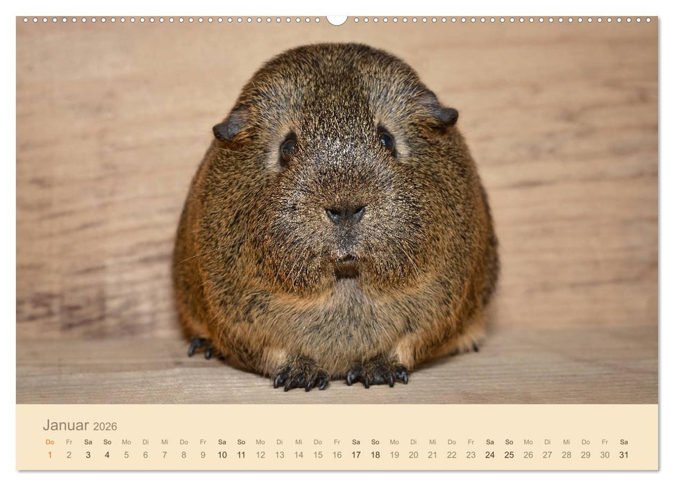 Meerschweinchen Portraits (CALVENDO Wandkalender 2026)