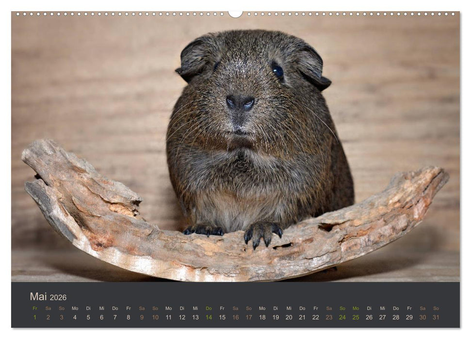 Meerschweinchen Portraits (CALVENDO Wandkalender 2026)