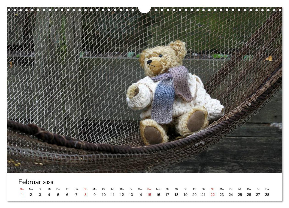 Teddys...jeder liebt sie (CALVENDO Wandkalender 2026)