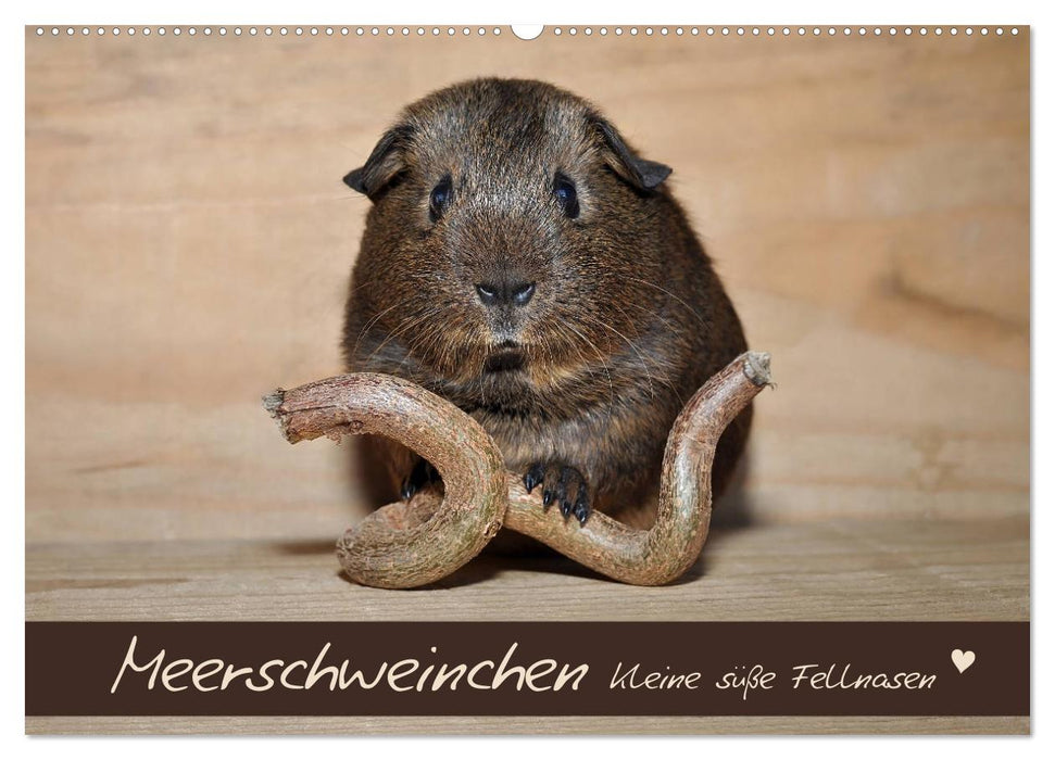 Meerschweinchen - Kleine süße Fellnasen (CALVENDO Wandkalender 2026)