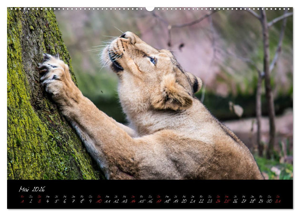 Tiergarten Nürnberg (CALVENDO Wandkalender 2026)