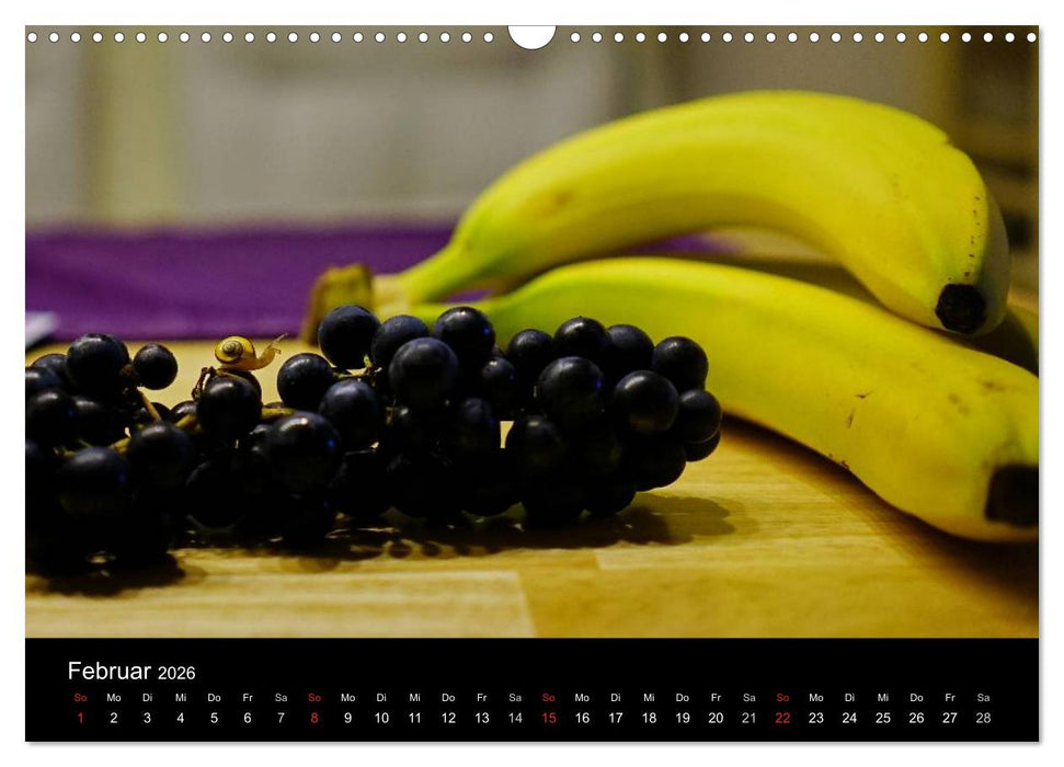 Kleine Bänderschnecke ganz groß - Gemütlich durch das neue Jahr (CALVENDO Wandkalender 2026)