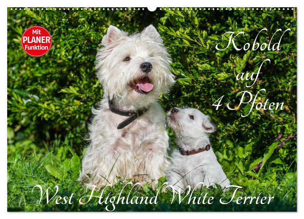 Kobold auf 4 Pfoten - West Highland White Terrier (CALVENDO Wandkalender 2026)