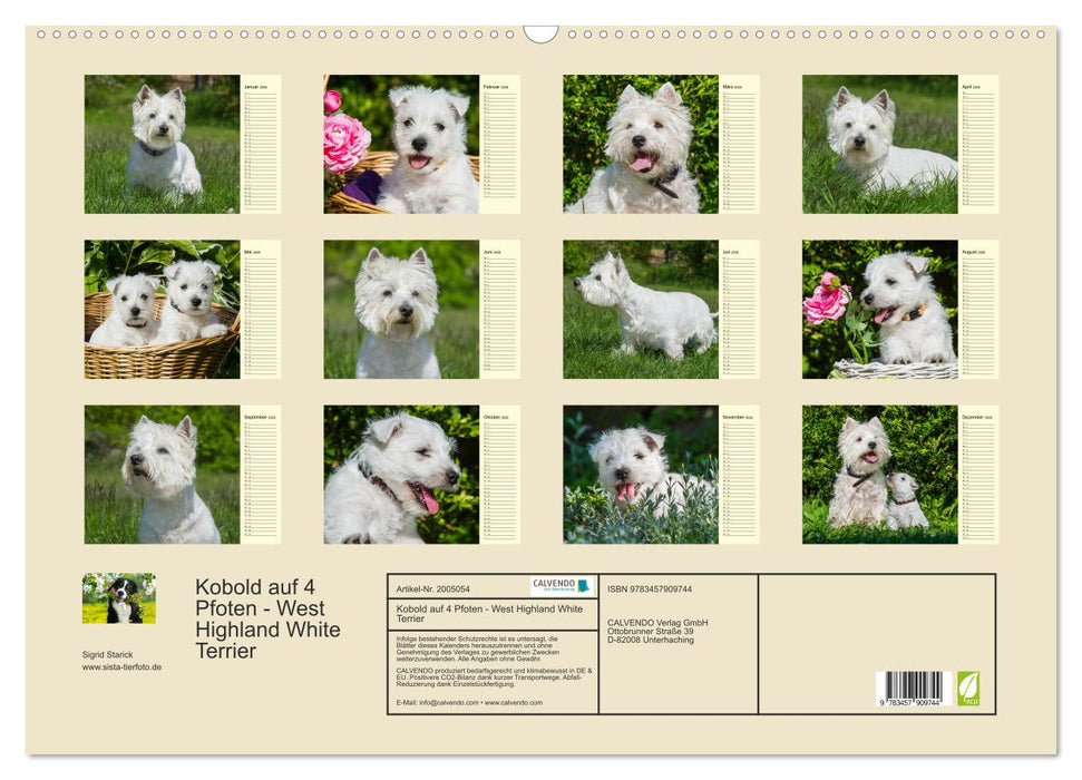 Kobold auf 4 Pfoten - West Highland White Terrier (CALVENDO Wandkalender 2026)