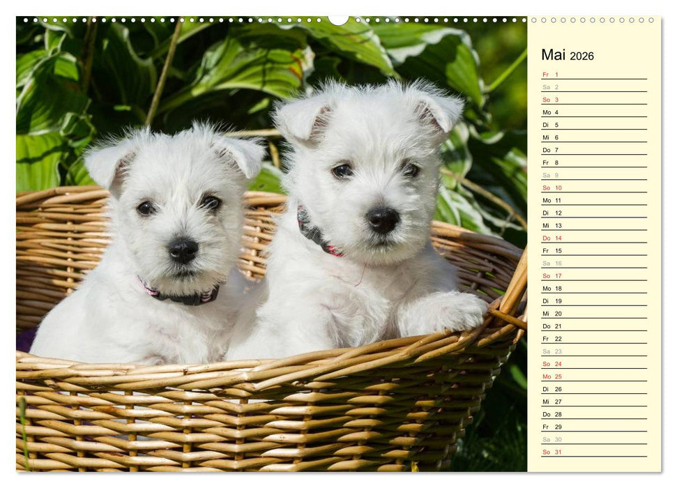 Kobold auf 4 Pfoten - West Highland White Terrier (CALVENDO Wandkalender 2026)