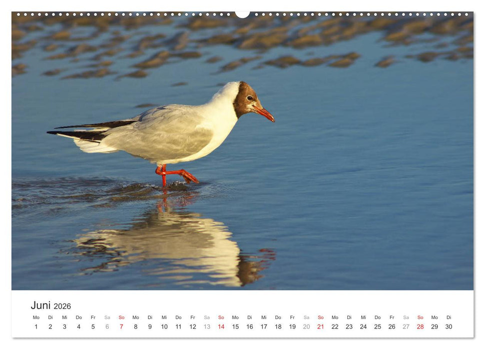 Eiderstedt Impressionen (CALVENDO Wandkalender 2026)